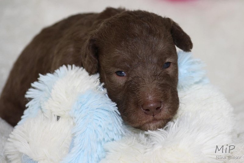 2011-05-15 Puppies Candy & Svet (22).jpg